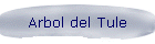 Arbol del Tule