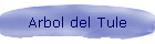 Arbol del Tule